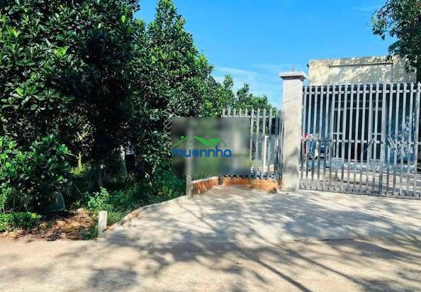 Bán ngộp vườn mít thái 238m2 thổ cư 100m2 giá rẻ 450 triệu, ngay chợ, uỷ ban, trường học, dân đông - 4