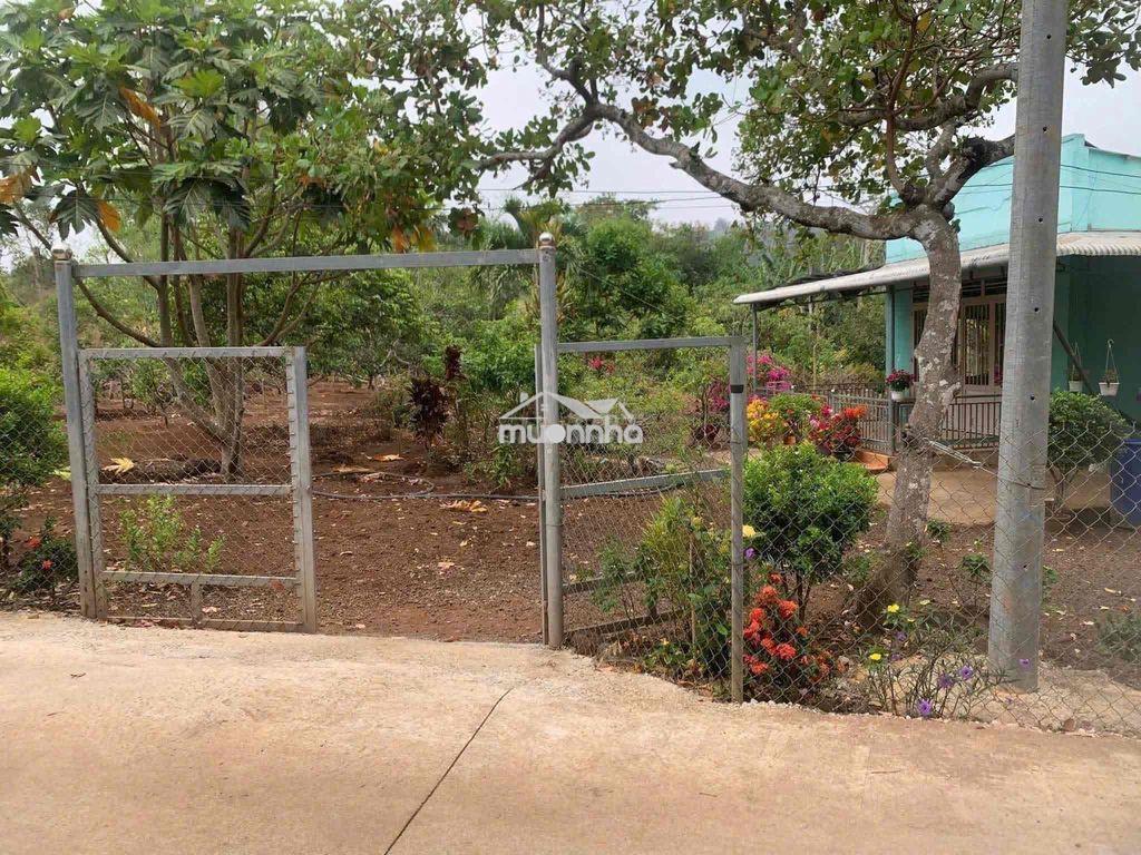 Bán gấp nhà vườn cây trái - 2