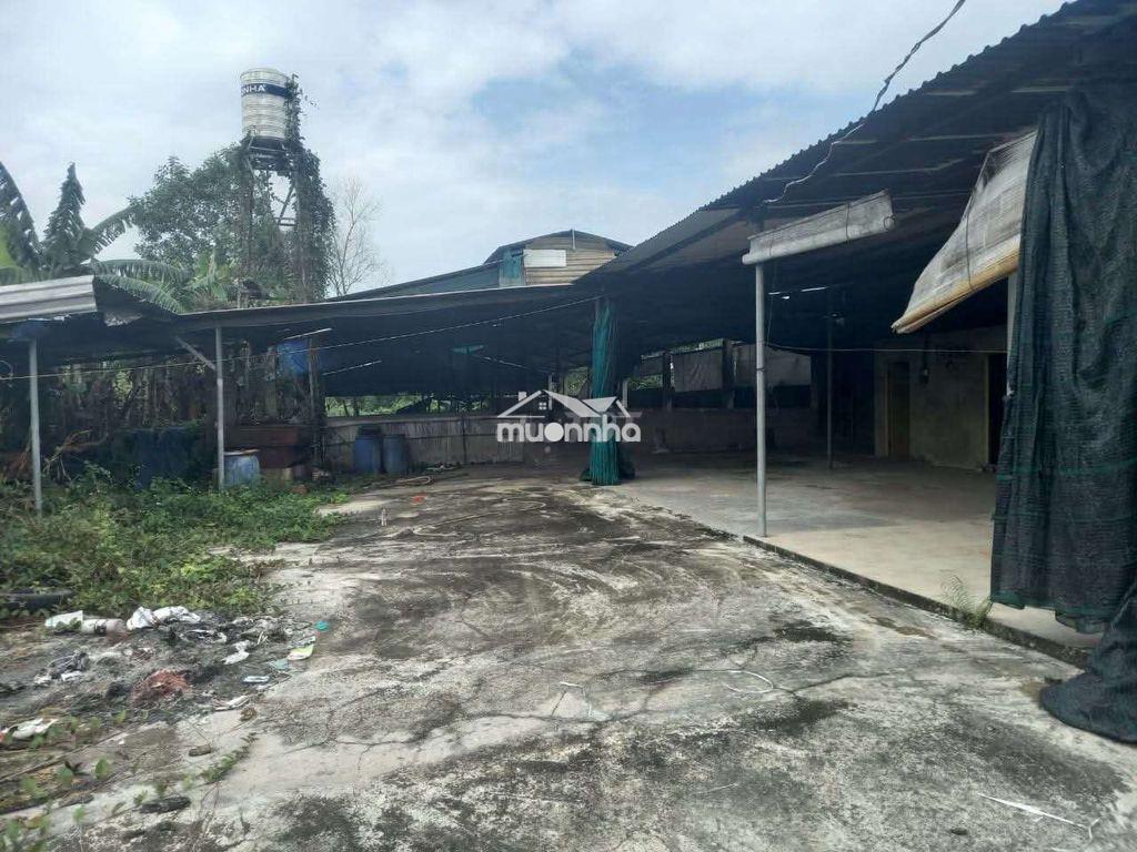 Cho thuê trang trại nhà xưởng  - 3