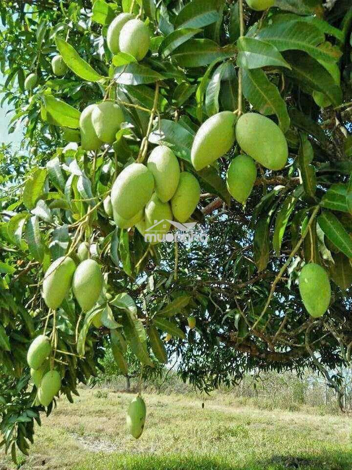🍃 Chỉ 520tr có ngày 1000m2 vườn tận hưởng không gian yên bình gần sông - 4