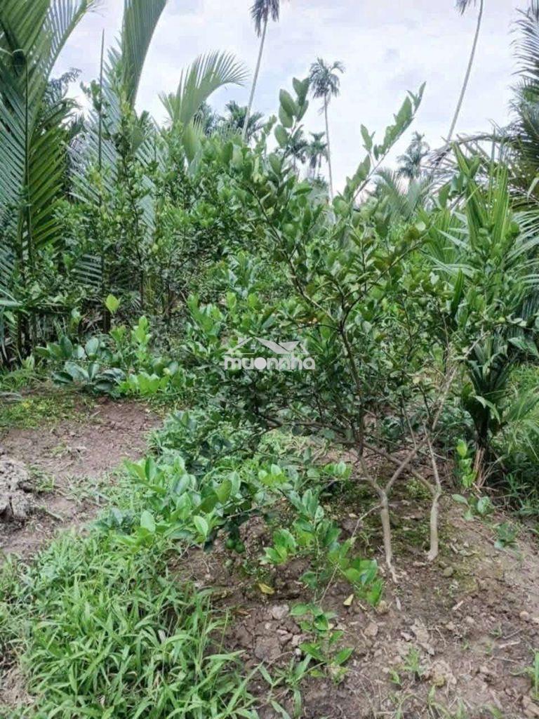 Đất mặt tiền sông đương đi ngan đất - 3