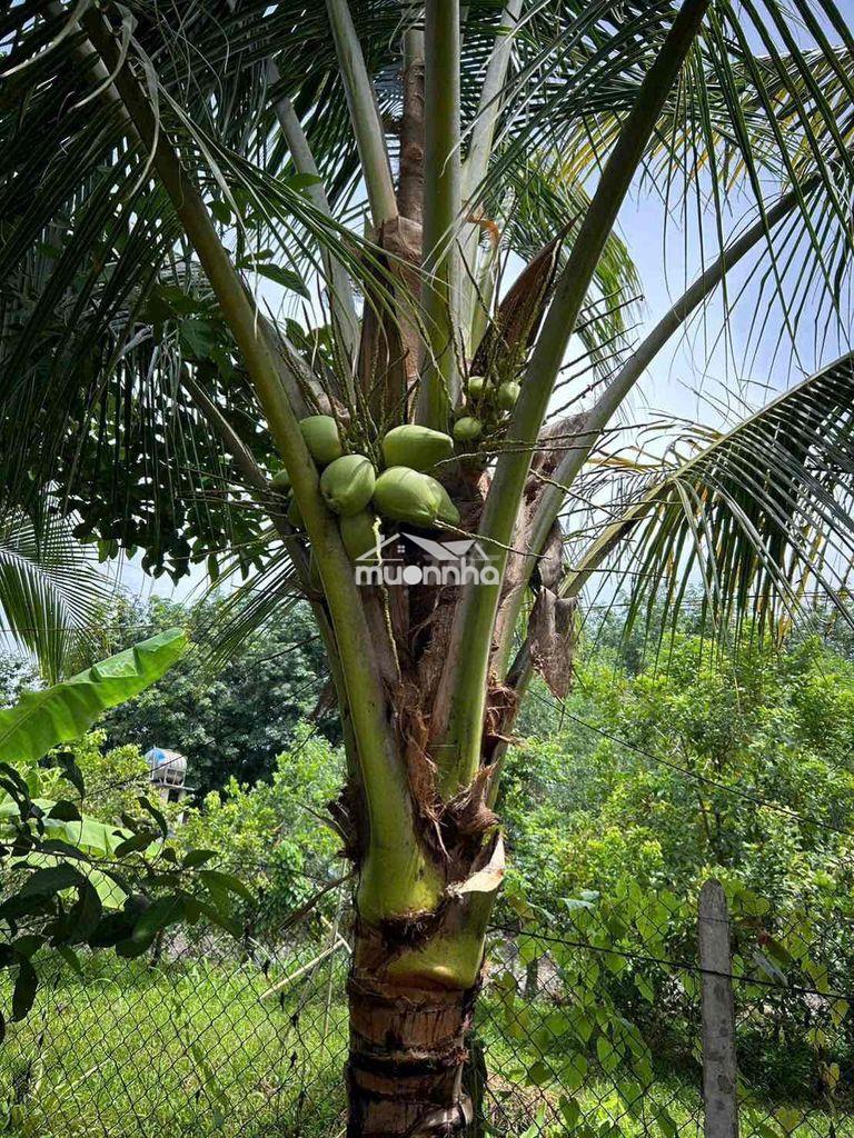 Cô 8 về quê ở với con cần bán lại nhà vườn - 4