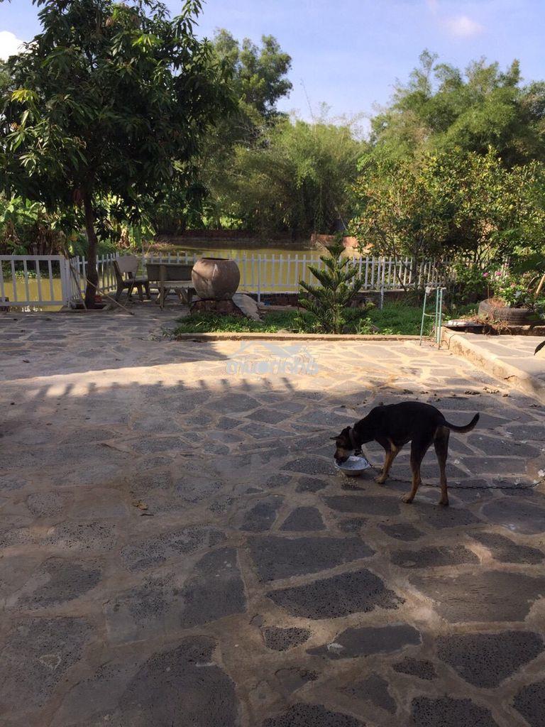 Bán nhà ở có ao vườn 1.800m² - 3
