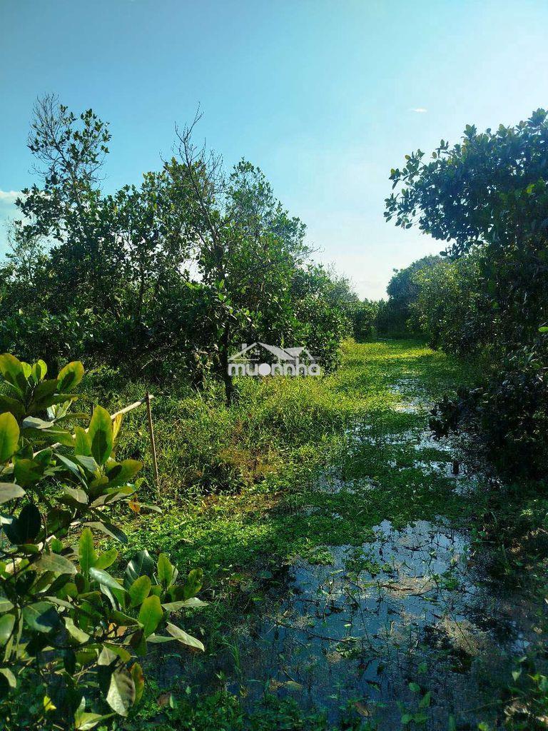 Cần cho thuê đất vườn mít - 3