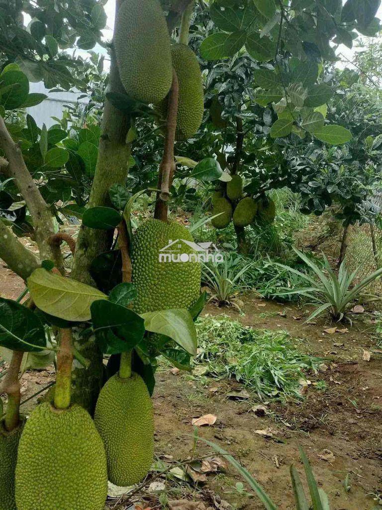 Chú 3 kẹt tiền vừa bán vườn vừa tặng nhà - 4