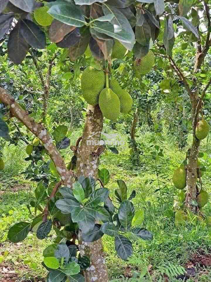 Cần bán gấp giá rẻ - 3