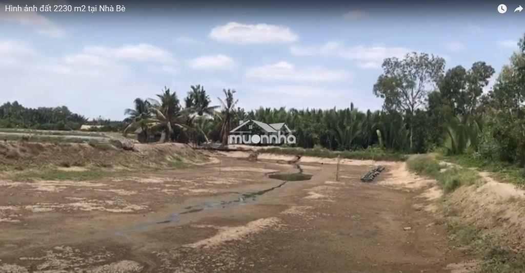 Bán nhanh 2.229,9m² đất nông nghiệp nhơn đức nhà bè – đang nuôi tôm. - 3