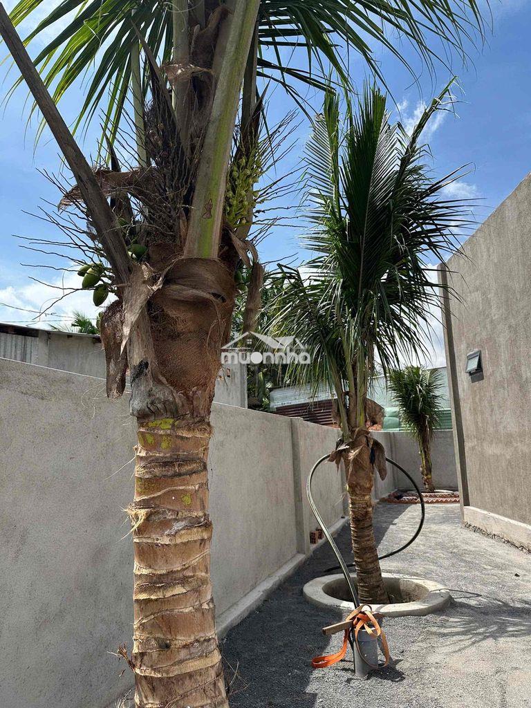 Nhà vườn 300m2 tại long khánh ngang 15m - 3