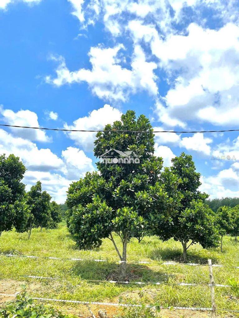 Chủ gửi lô đất vườn mít có sẵn thổ cư và mít đang có trái 160tr/mn - 3