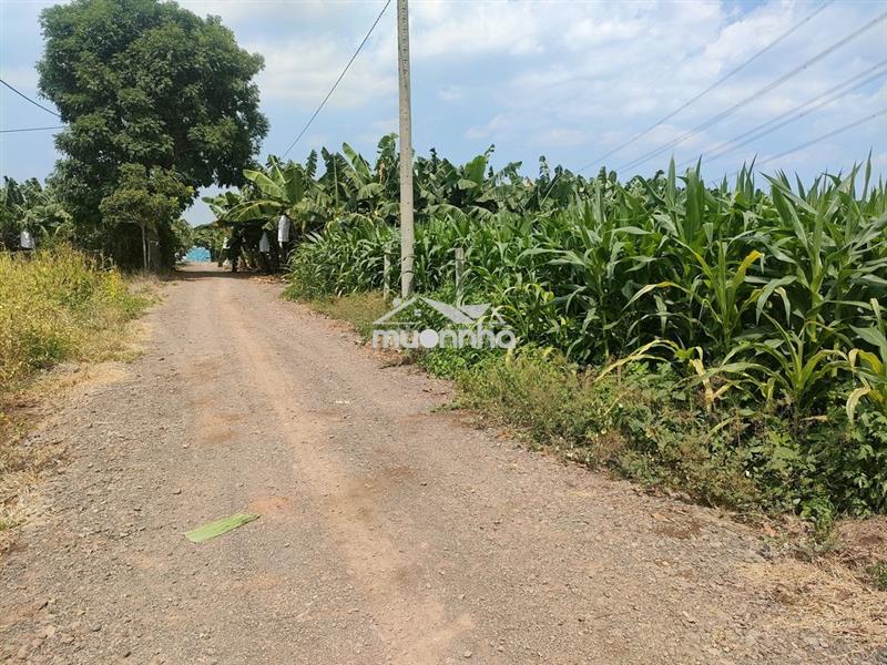 Bán nhanh 1000m2 chỉ 590tr đường ô tô gần trung tâm xã suối nho
