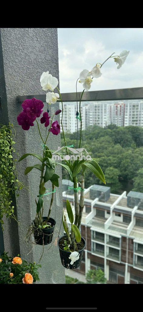 Bán căn hộ 3pn +1 diamond brilliant celadon city, view công viên lớn - 3