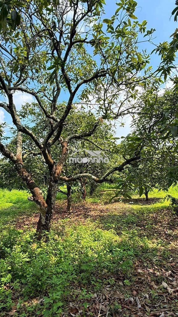 🌿633tr sở hữu ngay đất vườn 1.155m² gần hồ – quy hoạch đất ở nông thôn - 2