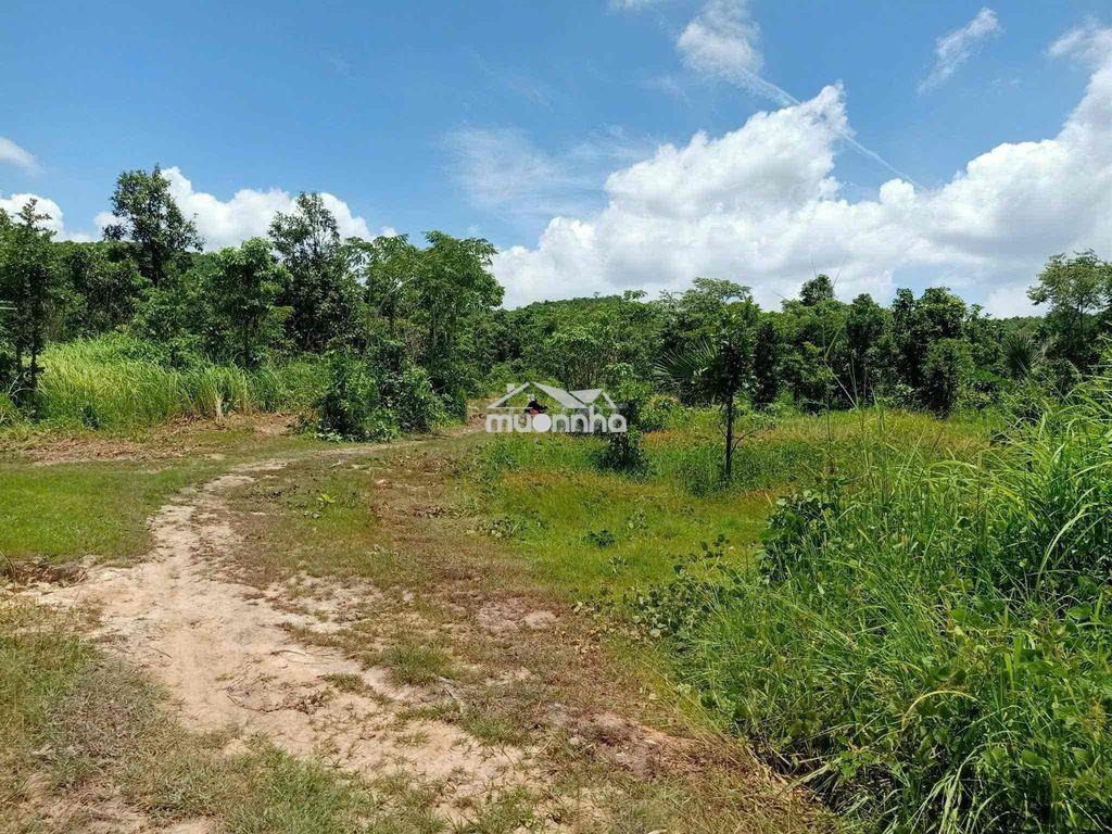🔥 Cơ hội vàng đầu tư - 11ha đất tân lập hàm thuận nam gi.á siêu tốt 🔥 - 4