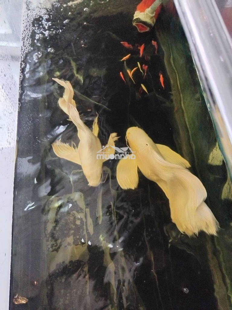 Chủ ngộp giảm sâu còn 6,6 tỷ - 4
