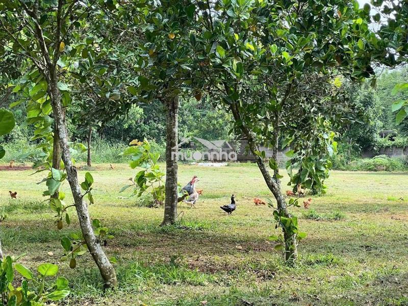 🔥Lô đất vườn cây ăn trái bốn mùa tại gần dầu giây giá chỉ 1.3 tỷ/sào