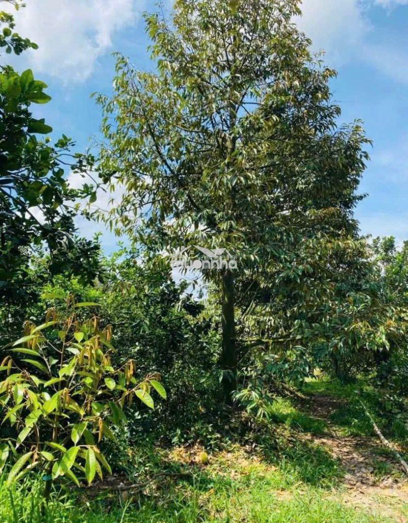 Đất vườn thổ cư 200m2 giá 1tỷ300 ngang30m xuân lập long khánh đông nai