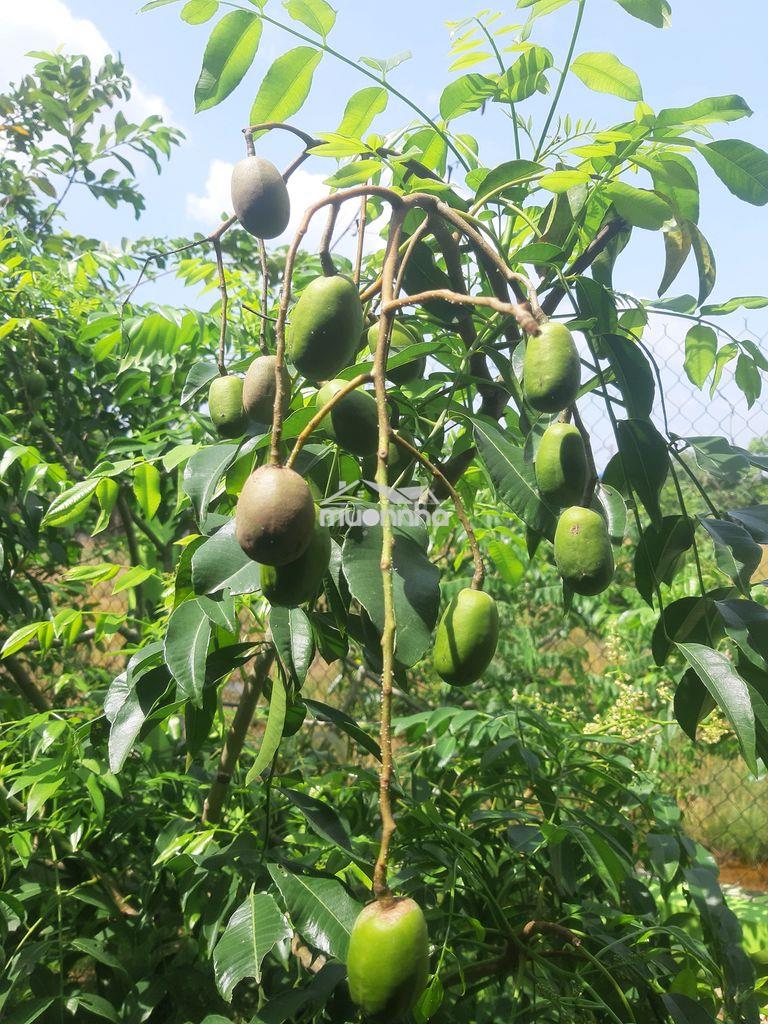 Phòng trọ 100m gần nhi đồng bình chánh tân nhựt tphcm - 4