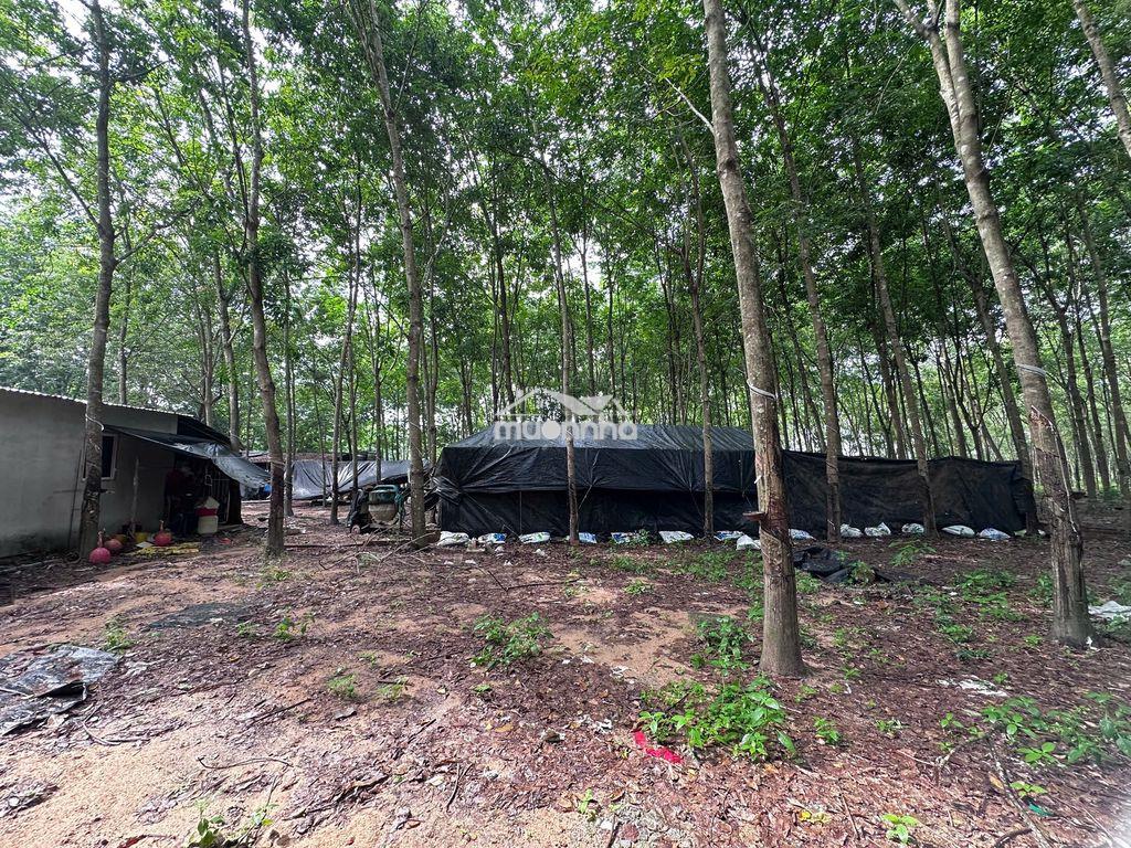 Bán đất có nhà kèm trang trại - 4