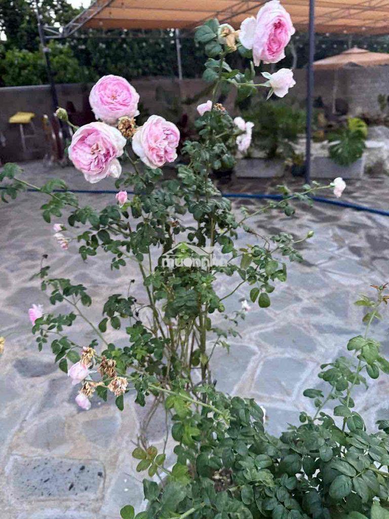 Bán nhà vườn nghỉ dưỡng - long khánh - tp- đồng nai - 4