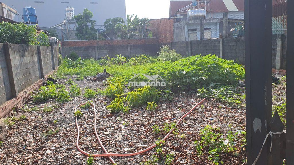Kẹt tiền bán đất giá rẻ tại tân hiệp hóc môn rộng 250m2 (10x25m) - 2