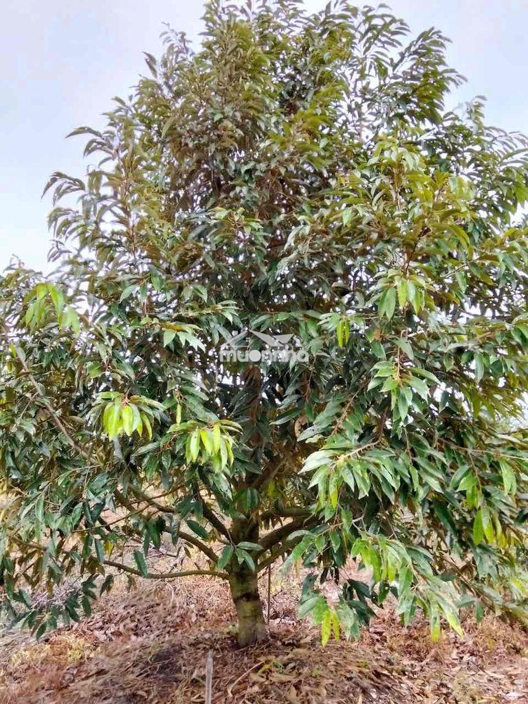 Cần bán gấp 8300m2 vườn sầu riêng thái lan, lộ ô tô - 3