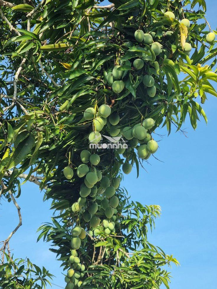 🌿 Chỉ 689 triệu sở hữu ngay 1.328m² đất vườn trái cây ven hồ -qh đất ở