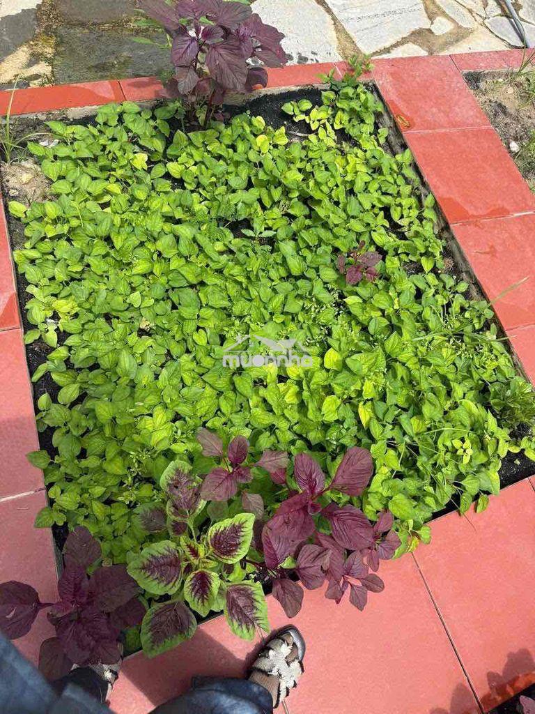 🏡 Nhà vườn nghỉ dưỡng cao cấp ngay trung tâm phường long khánh - 3