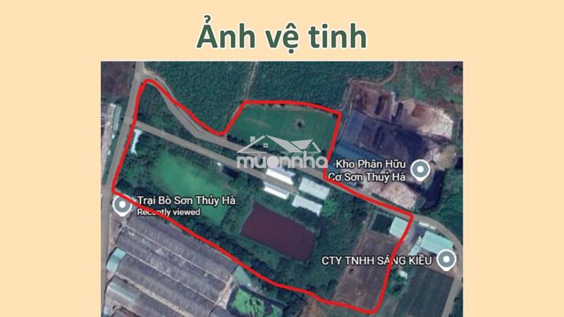 Chuyển nhượng trang trại heo quy mô lớn (có thương lượng)