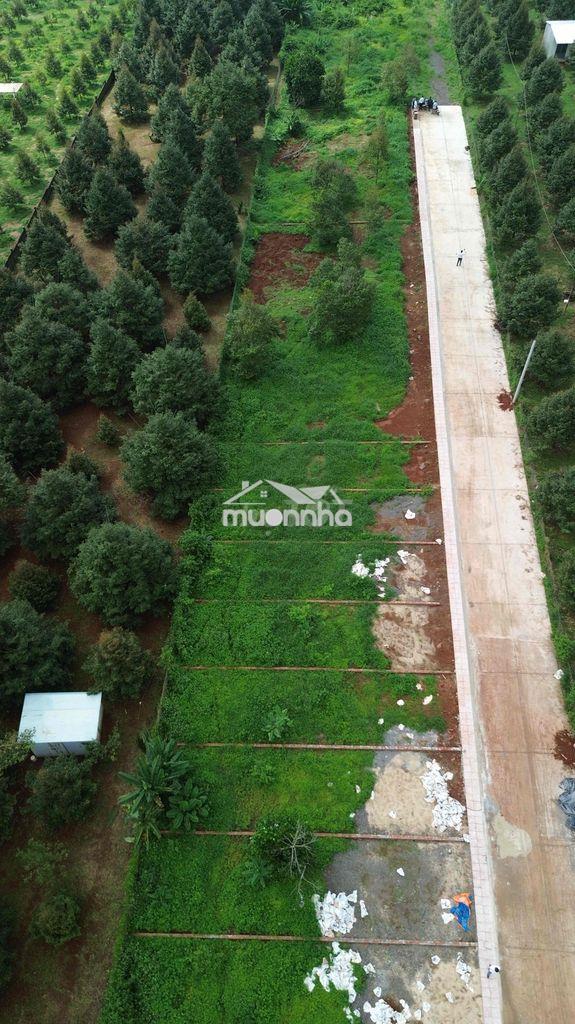 1100m2 sở hữu 60m mặt tiền đường bê tông 7m - 2
