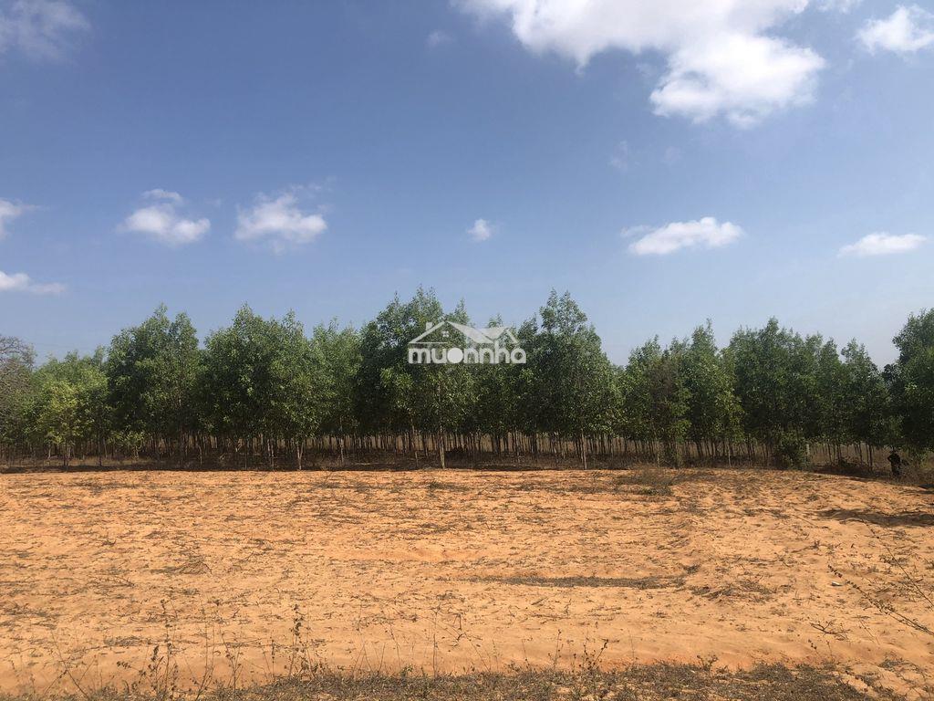 Đất xã hòa thắng, phan thiet, bình thuận, vietnam - 4