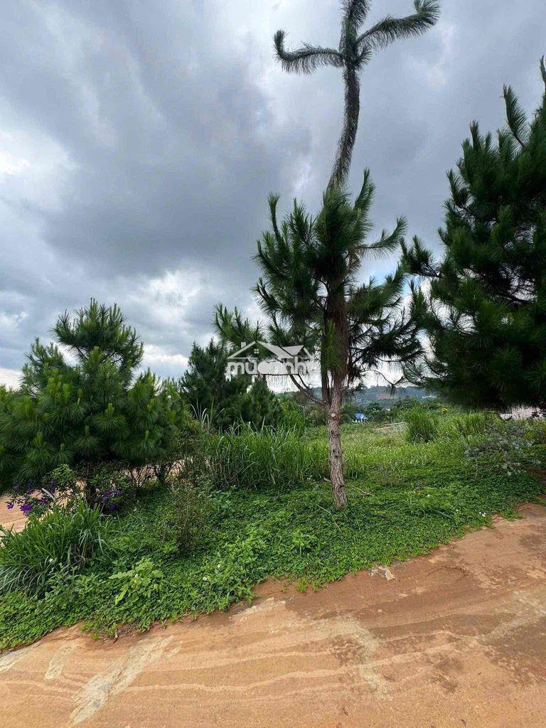 Bán lô 2mt giá rẻ nhất dự án lâm hà, lâm đồng - 2