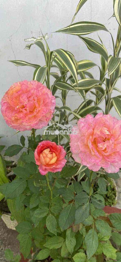 Tôi cần bán lô đât đối diện bệnh viện nhi đồng thành phố . đường oto - 3
