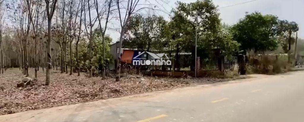 Bán đất 2 mt tân thành 43-btu - tp. hcm-gần kcn vsip 3, btu 1, 2, 3 - 2
