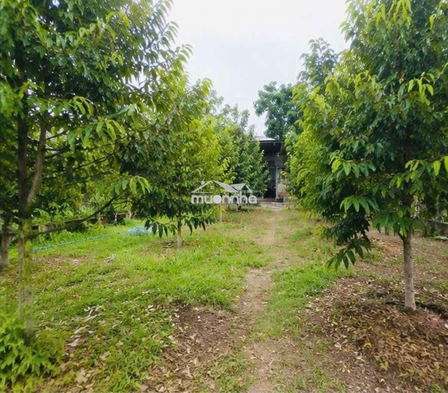💥 Chốt nhanh lô đất nhà vườn 600m2 - giá 650 triệu - 4