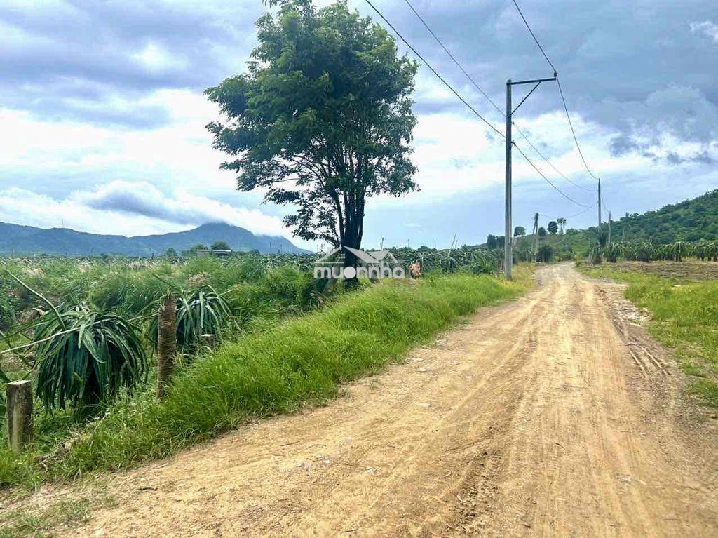 Đất vườn thị trấn tân nghĩa dân cư hiện hữu xung quanh - Ảnh 2