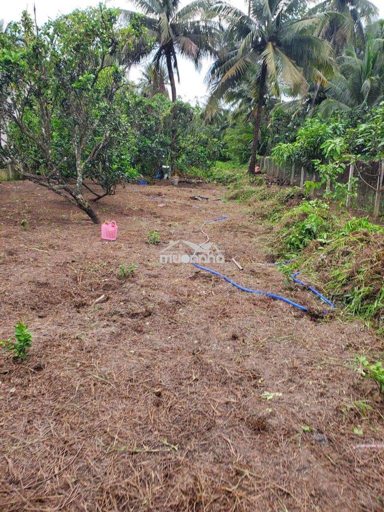 Vũng liêm_xã quới an_bán thửa đất 1300m2 (đất ở+ cln) - 4