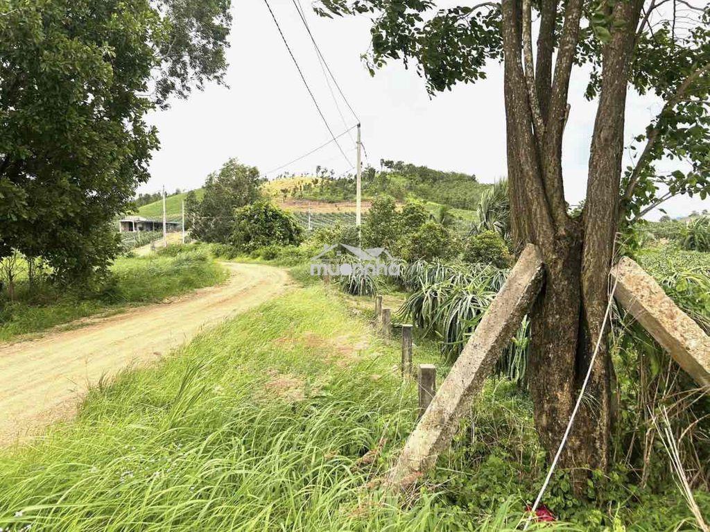 Đất vườn thị trấn tân nghĩa dân cư hiện hữu xung quanh - Ảnh 3