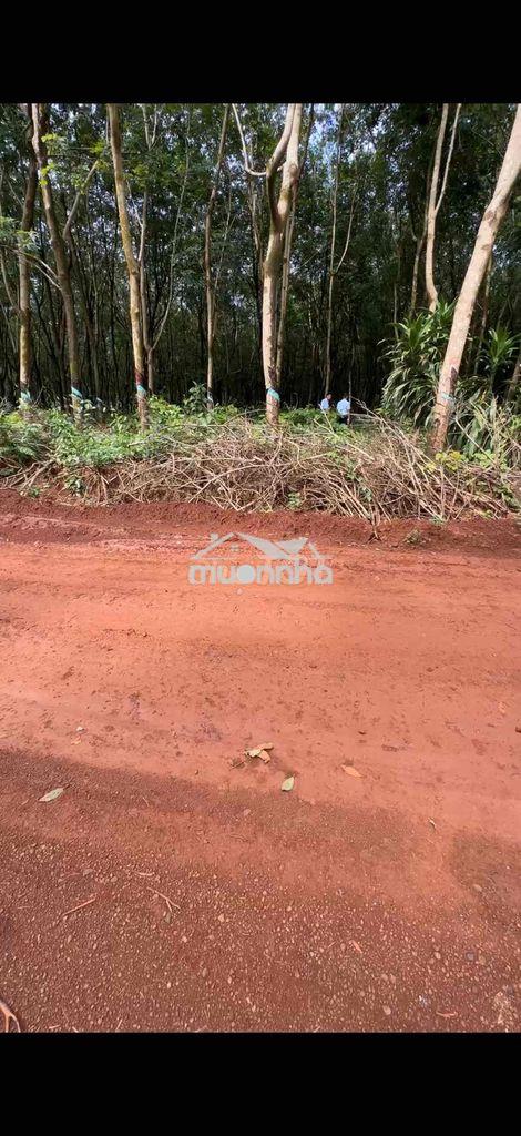 Cần bán 5,6 hecta, 100m mặt tiền. thích hợp làm nhà máy, kho xưởng - Ảnh 3