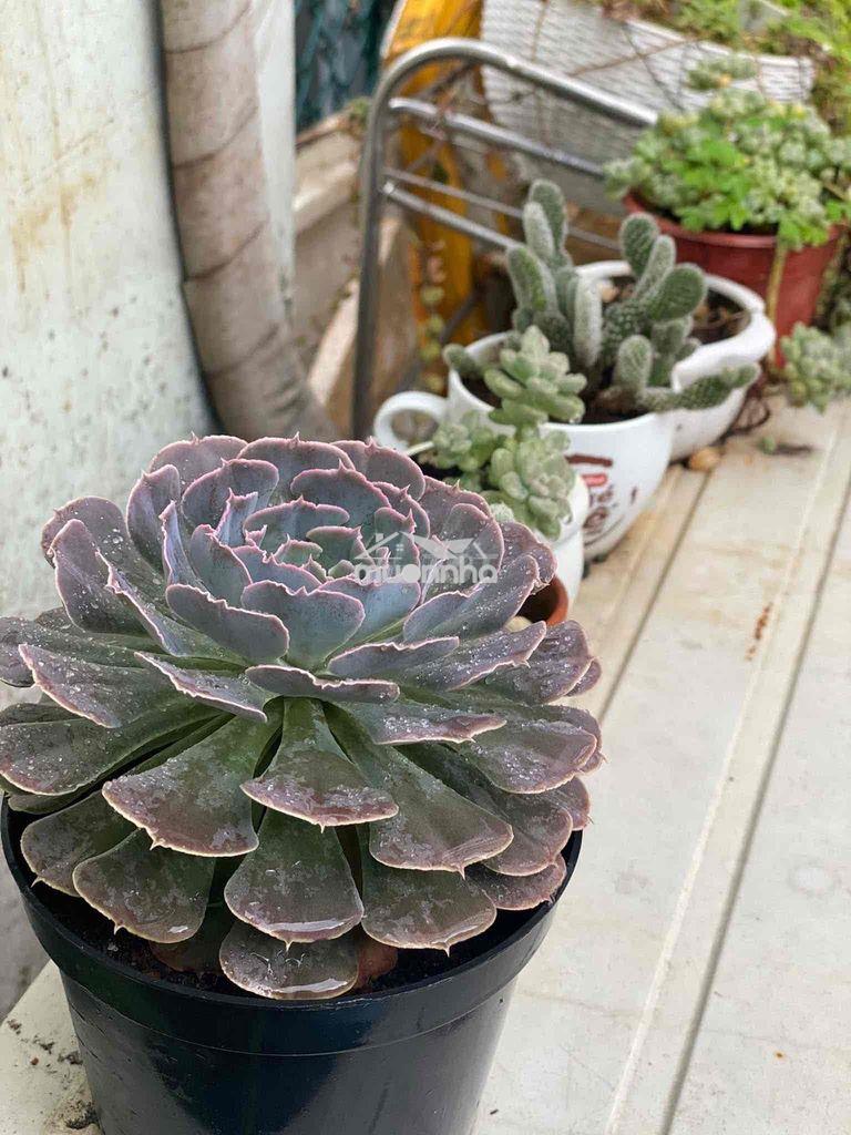 Cho thuê phòng 1 trệt 1 lầu bancol rộng- nguyễn gia trí d2 chỉ 5tr - 3