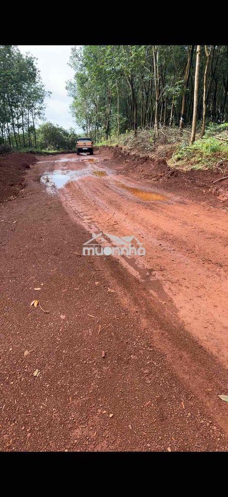 Cần bán 5,6 hecta, 100m mặt tiền. thích hợp làm nhà máy, kho xưởng - Ảnh 2
