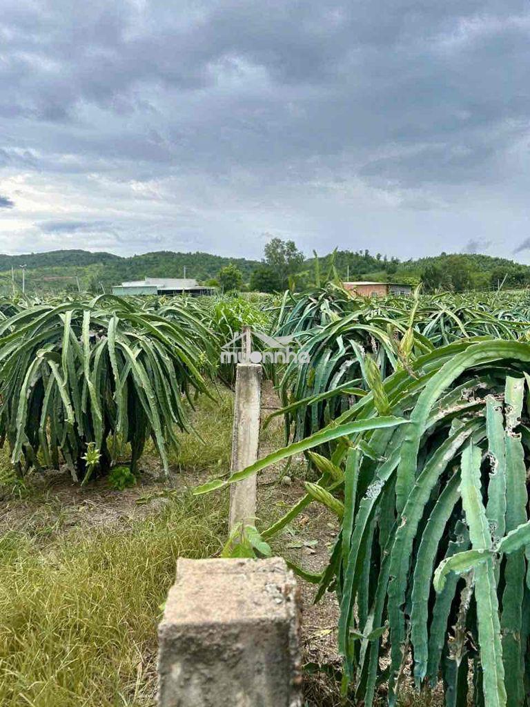 Đất vườn thị trấn tân nghĩa dân cư hiện hữu xung quanh - Ảnh 4