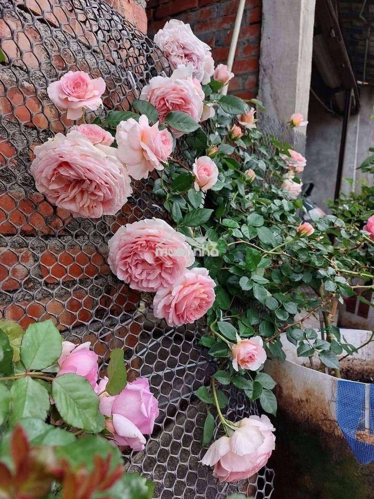 Cần cho thuê phòng trọ xóm vắng, dĩ an  - 3