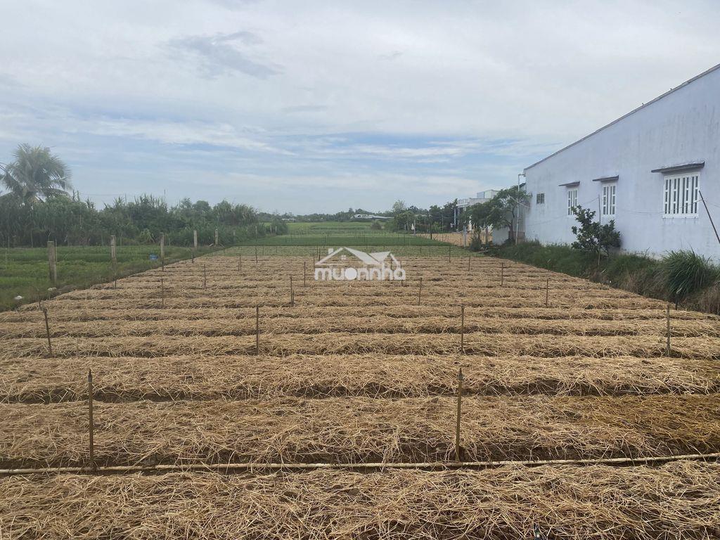 Bán đất mặt tiền đường xe hơi xã bình nghị gò công đông - Ảnh 2