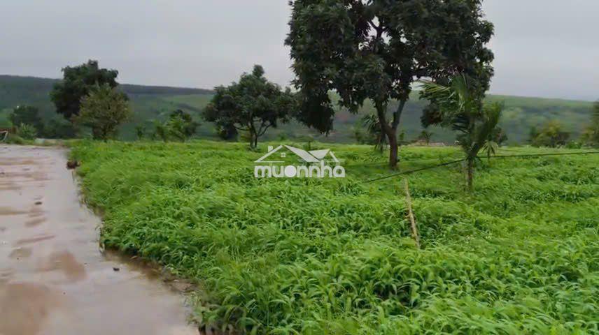 Chuyển nhượng mia farm gia lai 9,6 ha mặt tiền đường nhựa 380m - 3