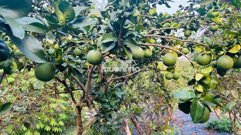 🌿 Giảm 1 tỷ- bán nhà vườn củ chi–không gian xanh, yên tĩnh, thoáng mát