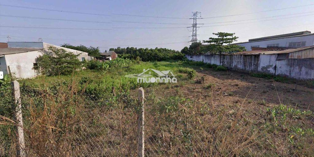 Đất cln 1000m2 - Ảnh 3