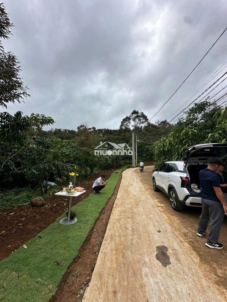 549m2 một mảnh vườn nhỏ giữa bảo lộc, sẵn cây trái