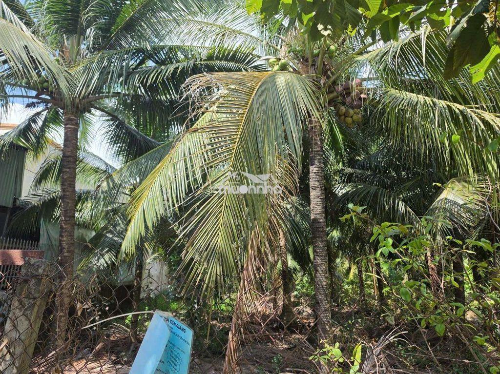 Nền mặt tiền đường vành đai có thổ cư - 2