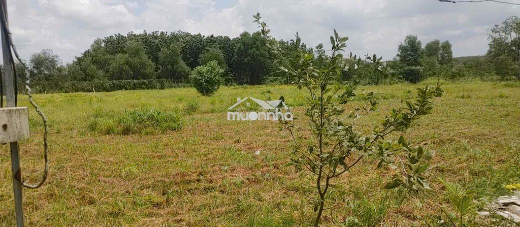 Bán nhà hẽm 4m (xt) bùi thị ngọn, x. an nhơn tây, h. củ chi, 22 tỷ - Ảnh 4