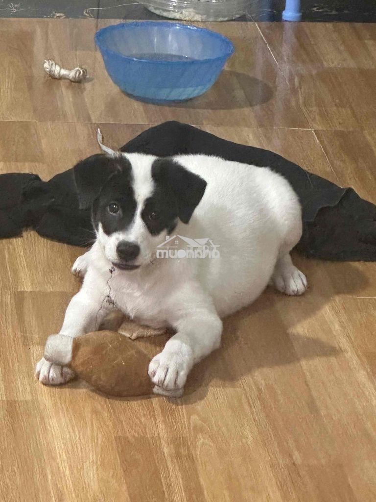 E về quê nên muốn pass lại  nhà nguyên căn nguyễn văn linh gần phạm hù - Ảnh 2